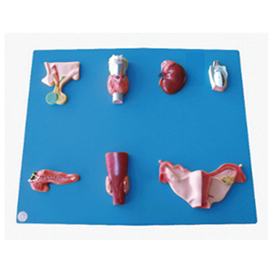 Human endocrine organ model